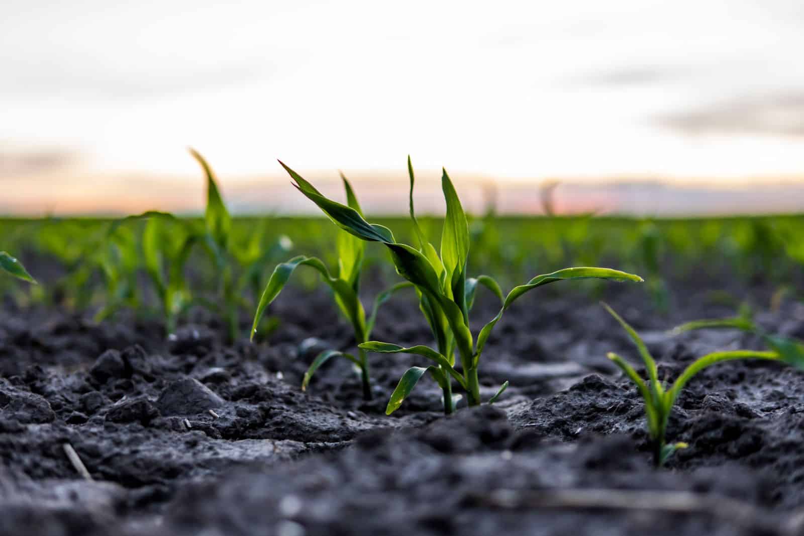 Transgenic Expression of Rubisco Factors Increases Photosynthesis and Chilling Tolerance in Maize