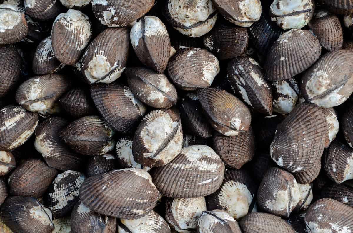 Bioeconomy in Colombia: The Race to Save Colombia’s Vital Shellfish