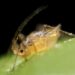 closeup of an aphid on a leaf