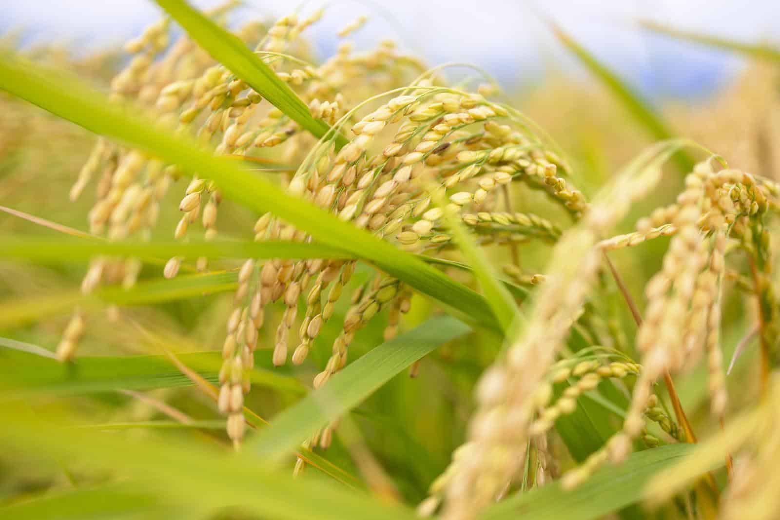 Ascribe Bio’s Phytalix® Achieves Stunning Success Against Devastating Rice Disease