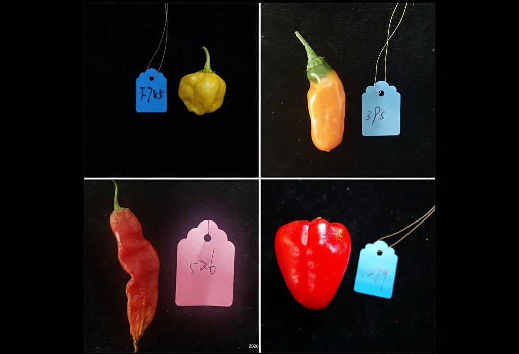 Unlocking the Genetic Code of Peppers: New Study Reveals Insights into Domestication and Diversity