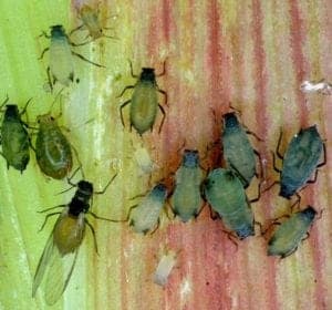 Thirteen corn leaf aphids (Rhopalosiphum maidis) and one green peach aphid (Myzus persicae) on the stem of a maize plant.