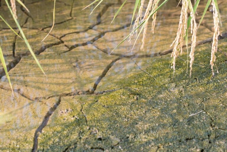 Rising Temperatures Threaten Global Food Supply: Scientists Call for Urgent Action