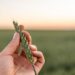 Wheat stalk held by a person's hand in a field at sunset, showcasing crop research and sustainable agriculture.
