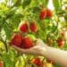 Vibrant red and green heirloom tomatoes ripening on the vine in a research greenhouse at Boyce Thompson Institute.