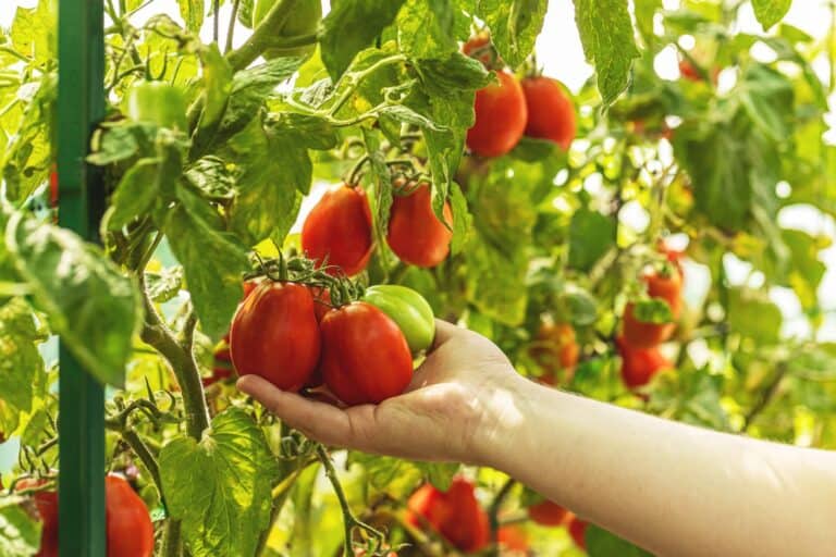 Newly discovered gene could help improve tomato flavor and shelf-life