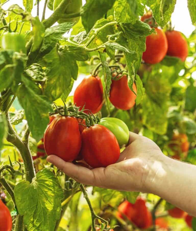 Genomics Study of 360 Tomato Varieties Traces History, Points to Possible Improvements