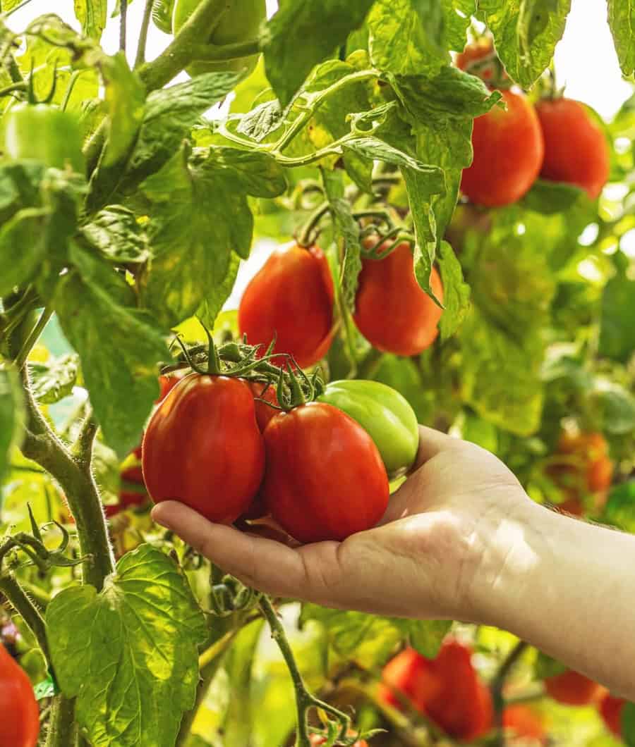 Genomics Study of 360 Tomato Varieties Traces History, Points to Possible Improvements