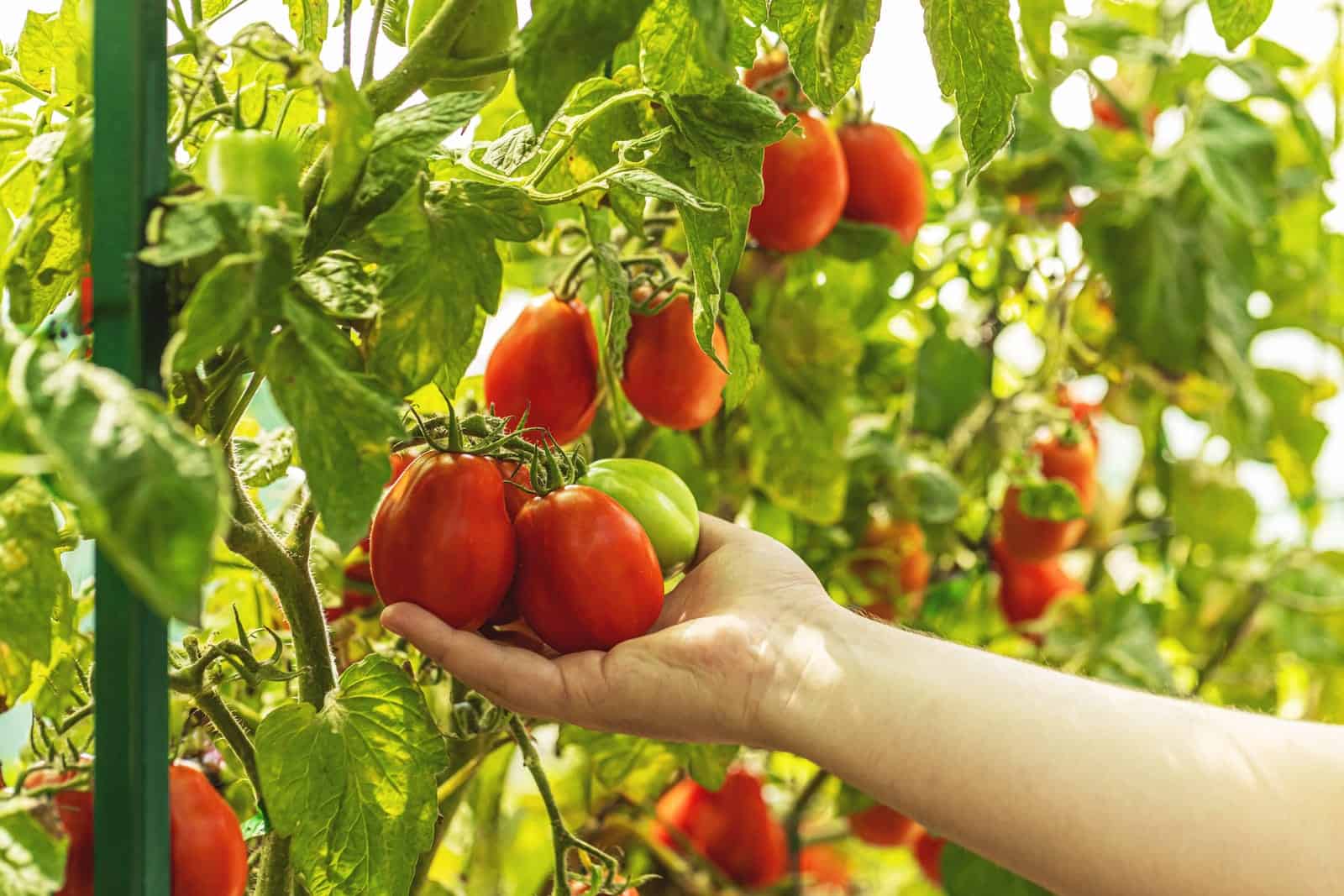 Tomato Genome Becomes Fully Sequenced – Paving the Way for Healthier Plants