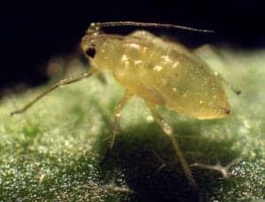 A fourth-instar green peach aphid (Myzus persicae) on an Arabidopsis leaf