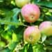 Apples growing on a tree with lush green leaves at Boyce Thompson Institute, emphasizing apple research and sustainable agriculture.