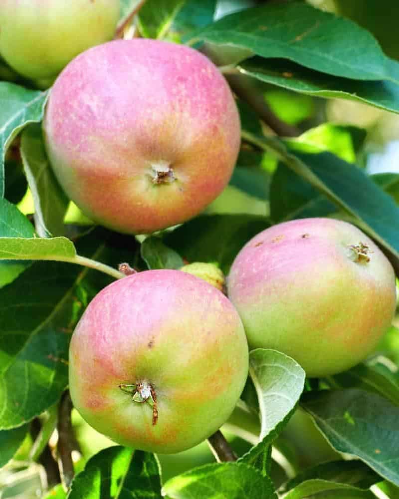 New genomic insights reveal a surprising two-way journey for apple on the Silk Road