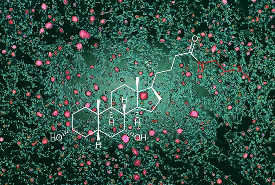 Diet, Microbes and Fat: A New Pathway Controlling Levels of Body Fat and Cholesterol