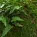 Fern and moss growing together in a natural forest setting.