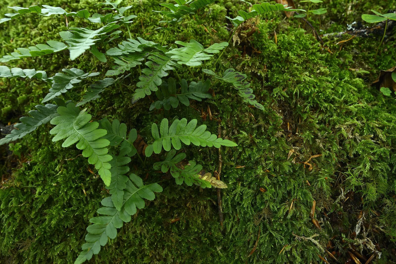A Window into Plant Evolution: The Unusual Genetic Journey of Lycophytes