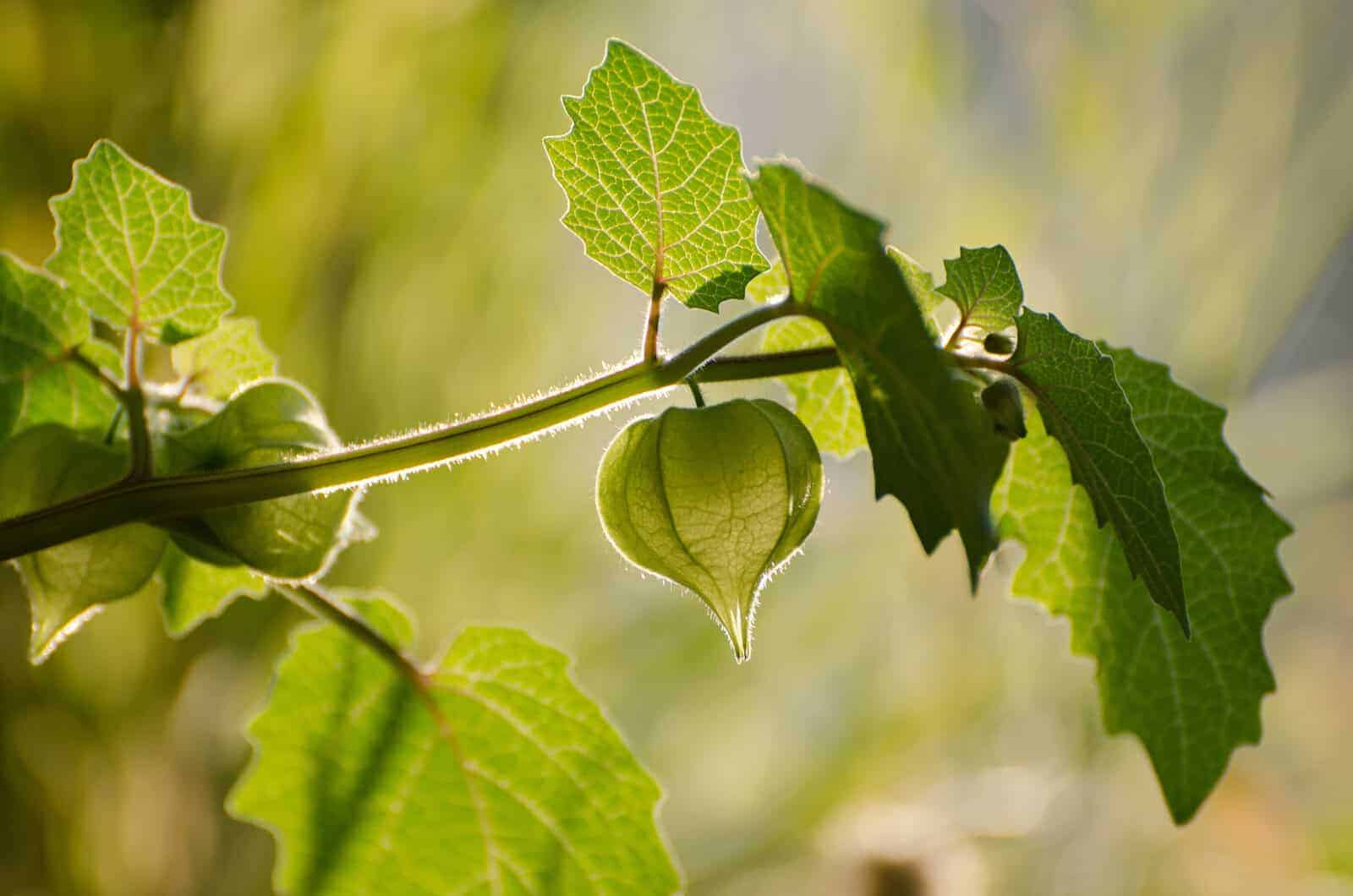 Groundcherry Gets Genetic Upgrades: Turning a Garden Curiosity into an Agricultural Powerhouse