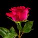 Vivid pink rose with dewdrops on petals, isolate on black background.
