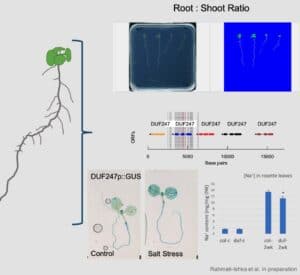 root shoot ratio chart