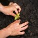 Healthy young plant growing in nutrient-rich soil at Boyce Thompson Institute, emphasizing agricultural research and sustainable farming practices.