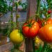 Bright ripe tomatoes on the vine in a greenhouse environment, showcasing healthy vegetable growth at Boyce Thompson Institute for plant science research.