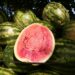 Vibrant watermelon on tree with ripe, juicy interior and dark seeds, highlighting healthy fruit research at Boyce Thompson Institute, a leading research center in plant sciences.