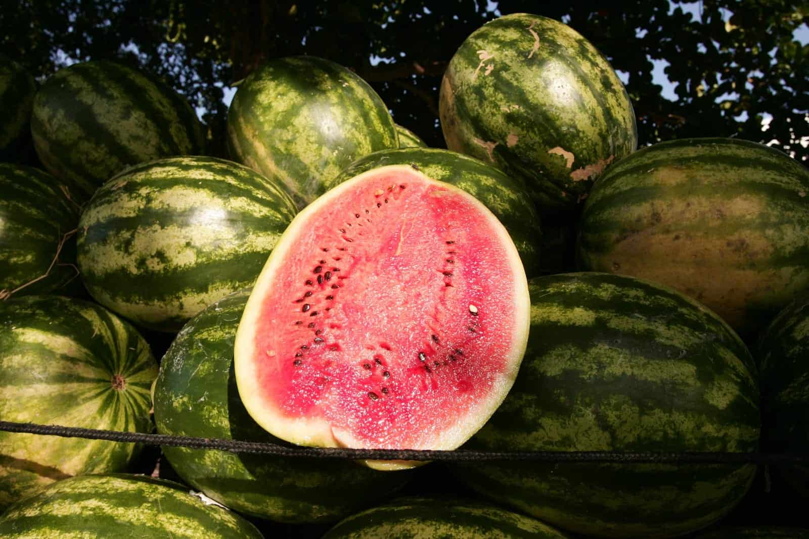 Behind the Rind: New Genomic Insights into Watermelon Evolution, Quality, and Resilience