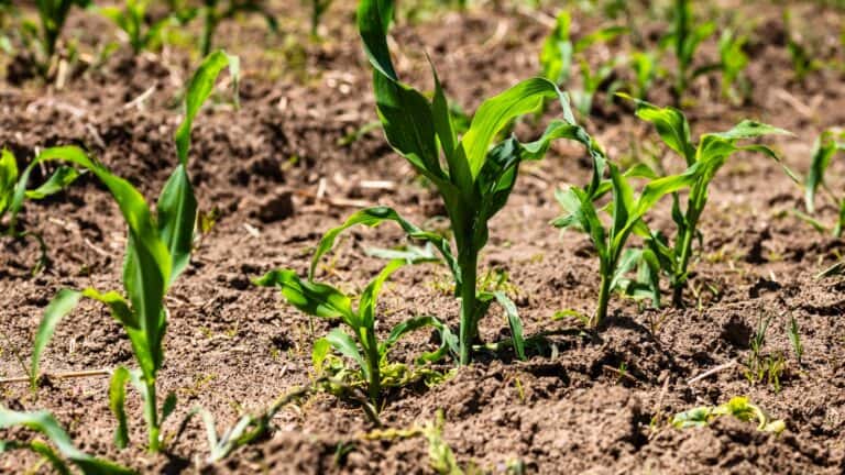 The Unexpected Protein Connection in Maize Growth and Defense