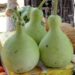 An aesthetic bottle gourd collection