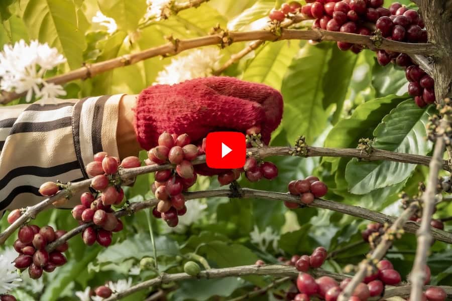 “Feeding the planet through plant biotechnology” – Breaking Ground with Joyce Van Eck