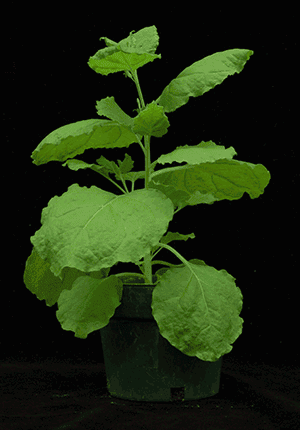 Release of a Draft Genome Sequence for Nicotiana benthamiana