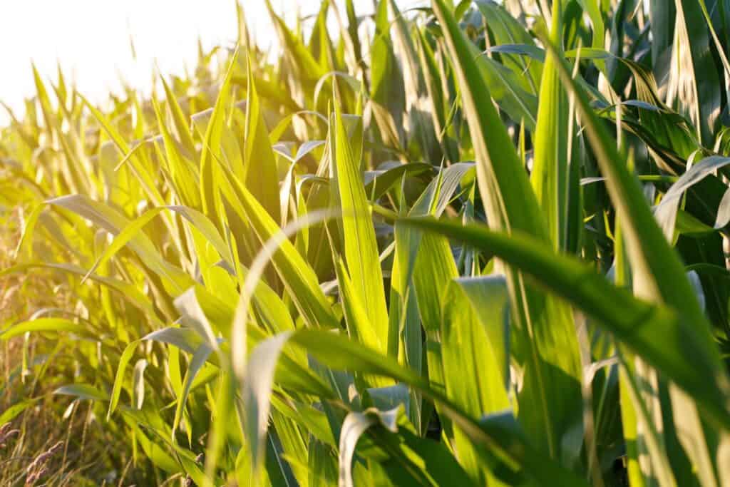 Green corn field close up in the evening