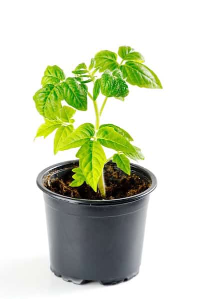 Image link