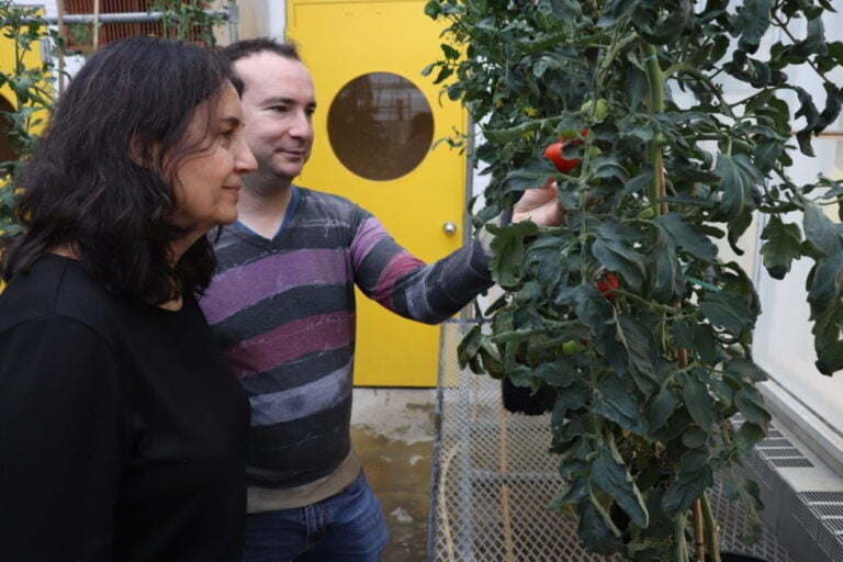 From Ground-Hugging to Groundbreaking: How a Unique Tomato Mutation Could Transform Sustainable Agriculture