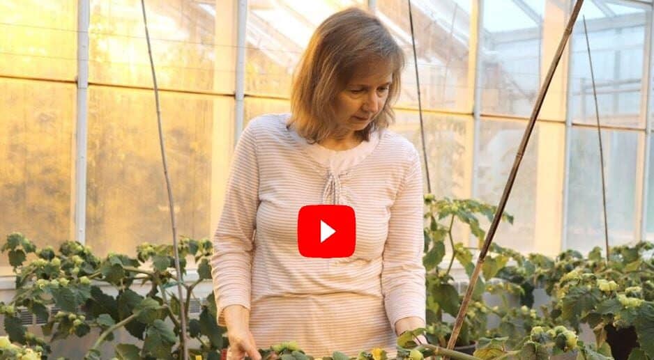 Impact Through Collaboration: Improving Crops with the Help of Community Scientists