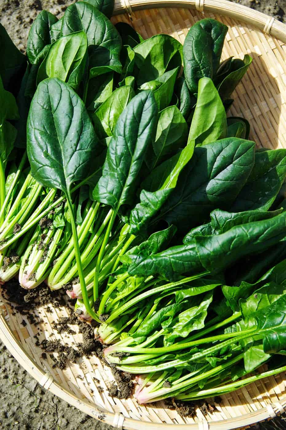 Newly-published spinach genome will make more than Popeye stronger