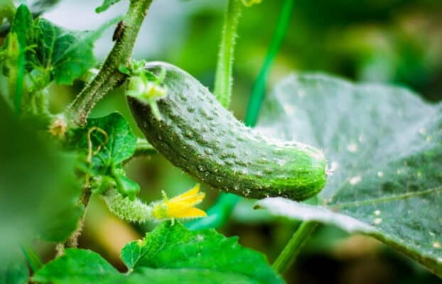 Breeding a better cucumber: new genetic map reveals 171,892 structural variants