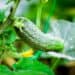 This image features a young cucumber growing on a vine amidst lush green leaves and a yellow flower, illustrating healthy plant development in a garden setting, relevant to plant science and agricultural research at the Boyce Thompson Institute.