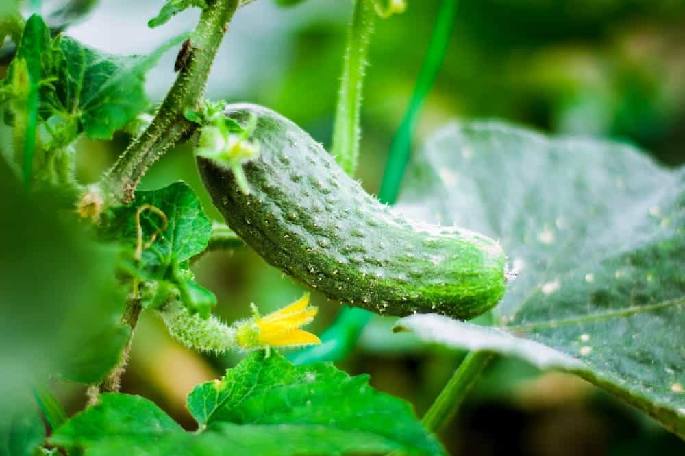 Breeding a better cucumber: new genetic map reveals 171,892 structural variants