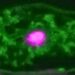 Fluorescent microscopy image showing molecular details of a plant-fungus partnership, highlighting cellular interactions at the molecular level.
