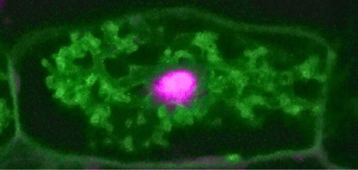 Scientists illuminate ancient plant-fungus partnership at molecular level