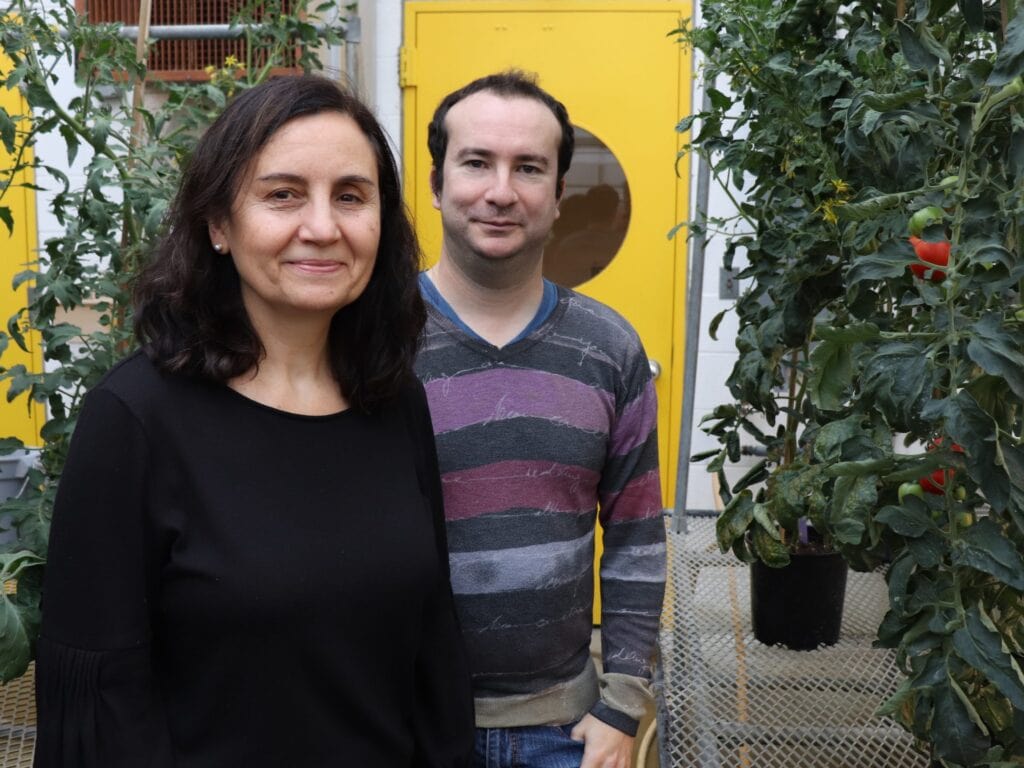 Researchers at Boyce Thompson Institute examining fruit plants in a greenhouse environment.