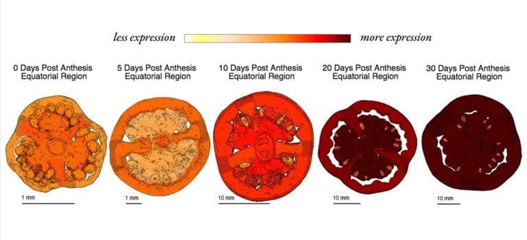 Cross-sectional image showing varying levels of gene expression in tomato flesh, from less to more expression, with a color gradient from yellow to red.