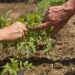 Hands examining a young fruit plant in soil, highlighting genetic research for drought adaptation.