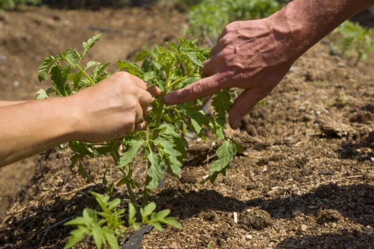 Finding genes to help fruit adapt to droughts