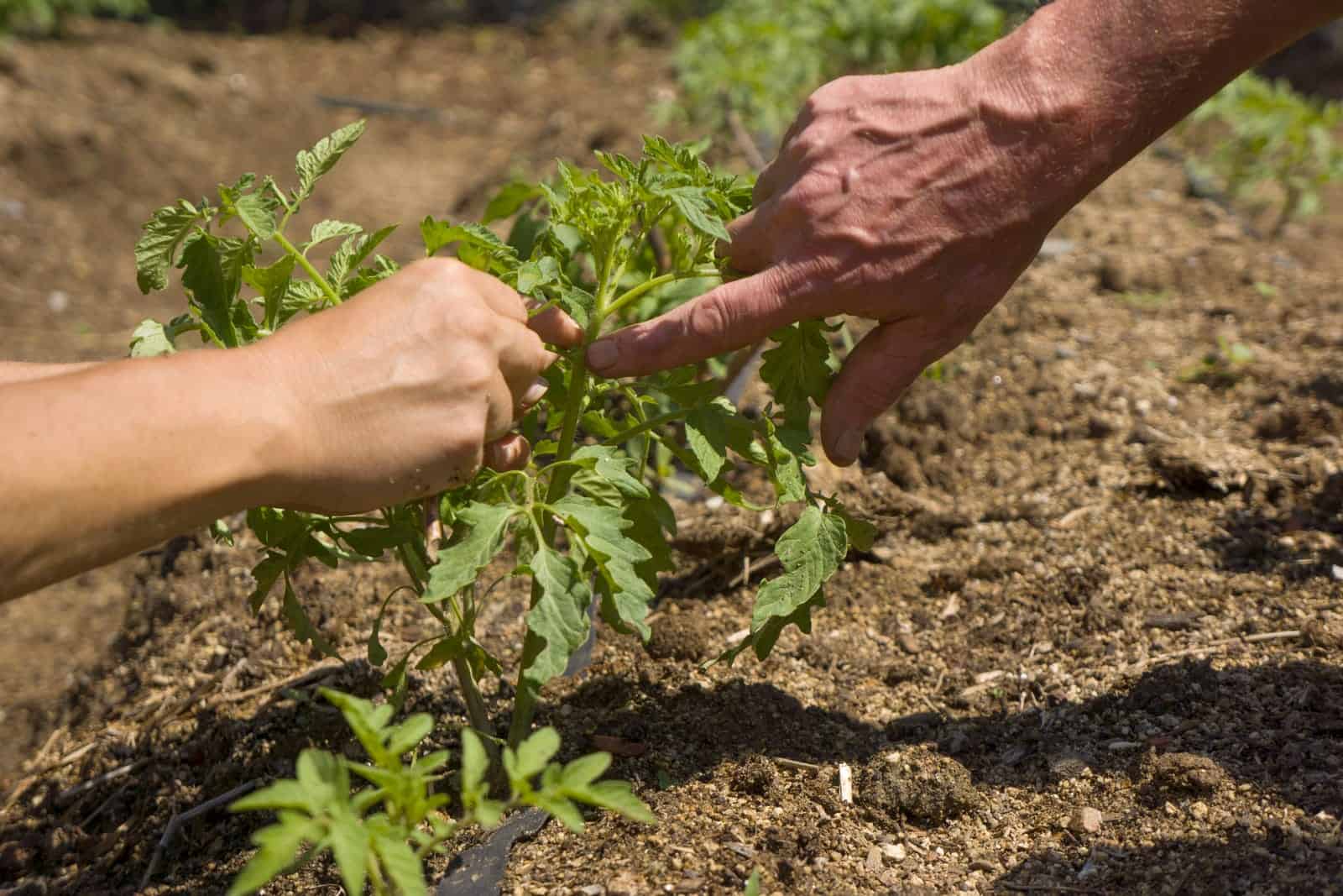 Finding genes to help fruit adapt to droughts