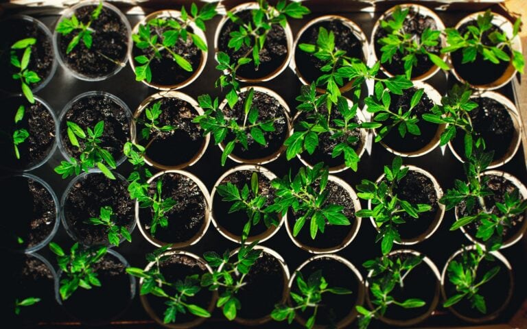 New ‘Tomato Expression Atlas’ dives deep into the fruit’s flesh