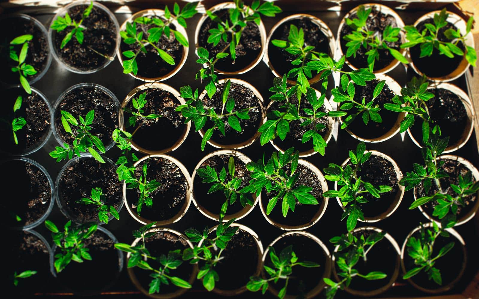 New ‘Tomato Expression Atlas’ dives deep into the fruit’s flesh