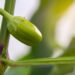 Close-up of a young green plant with a developing flower or bud, highlighting plant growth and scientific research at BTI.