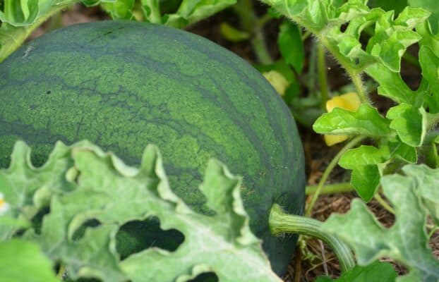 Super-powered population genomics: Watermelon super-pangenome paves the way for precision breeding