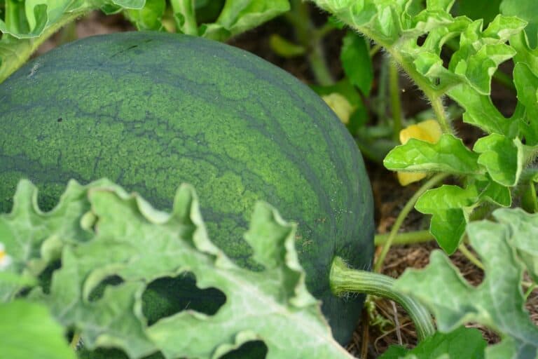 Super-powered population genomics: Watermelon super-pangenome paves the way for precision breeding